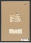 Triceratium lucidum Pant. (de-Toni-Nr.: Genus 140, Species 3941) Zeichnungen Sammlung Grunow Nr. 7422 (NHMW-BOT-W0376504)